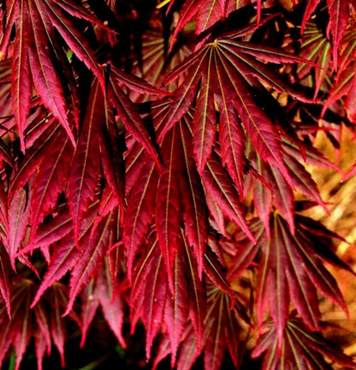 Красный японский клен