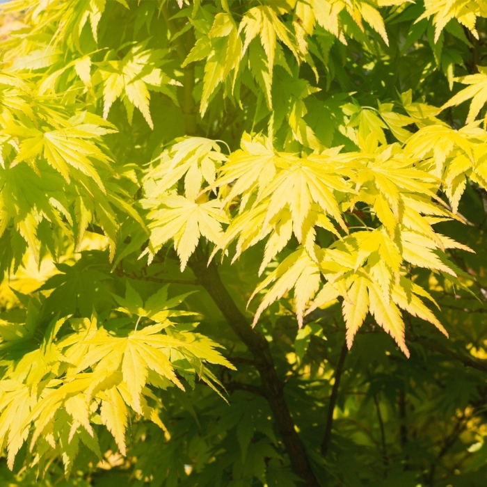 Acer palmatum orange dream