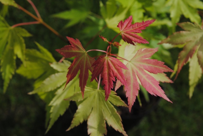 Японский остролистный клен