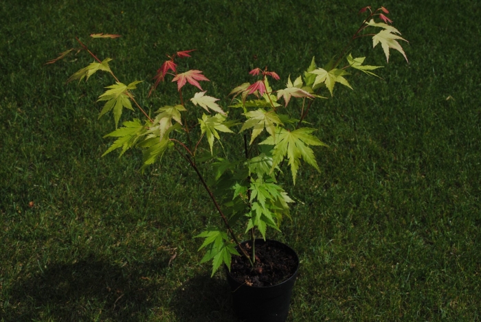 Acer palmatum orange dream