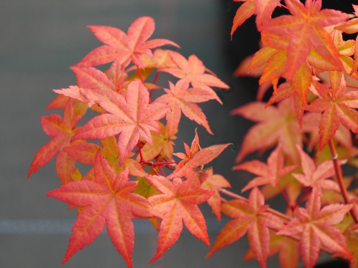 Клен пальмолистный  deshojo