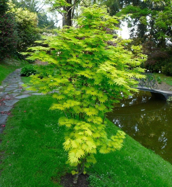 Acer shirasawanum jordan