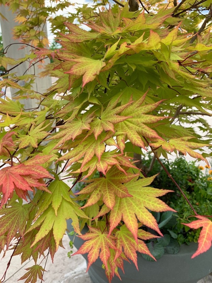 Acer palmatum orange dream