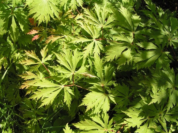 Клен японский аконитолистный