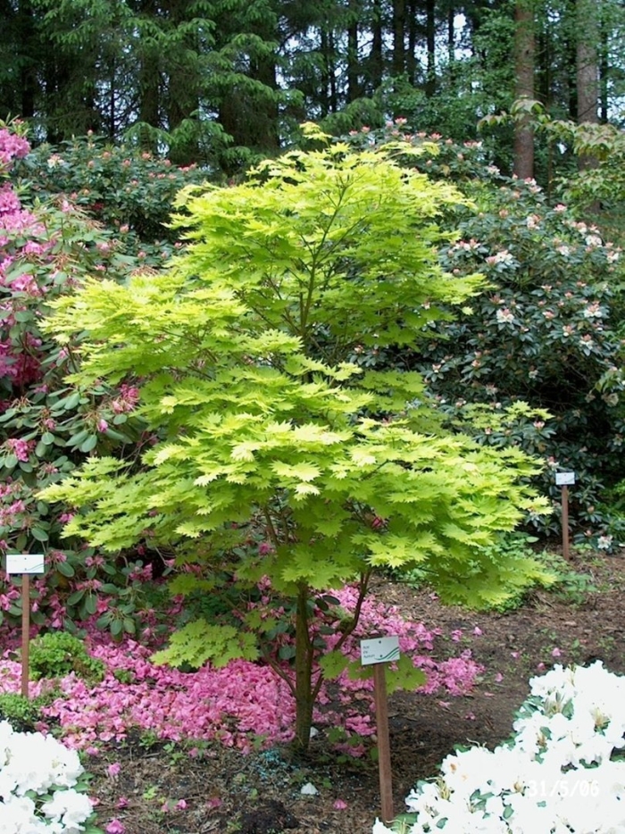 Acer pseudoplatanus 'brilliantissimum'