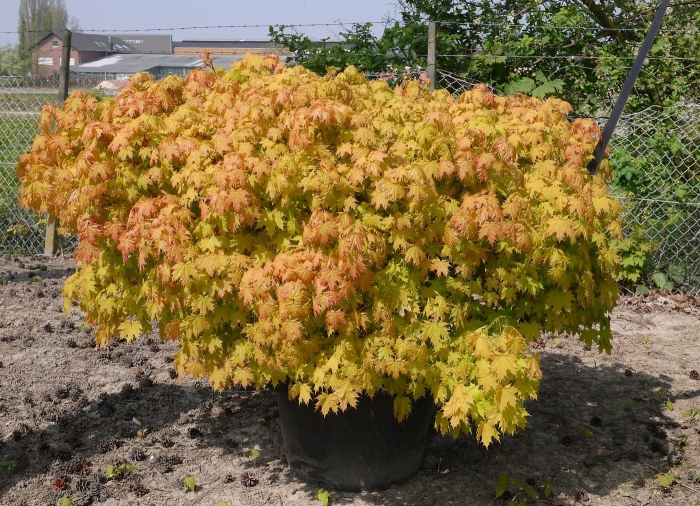 Клен голден глоб