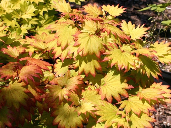 Клен ширасавы ауреум