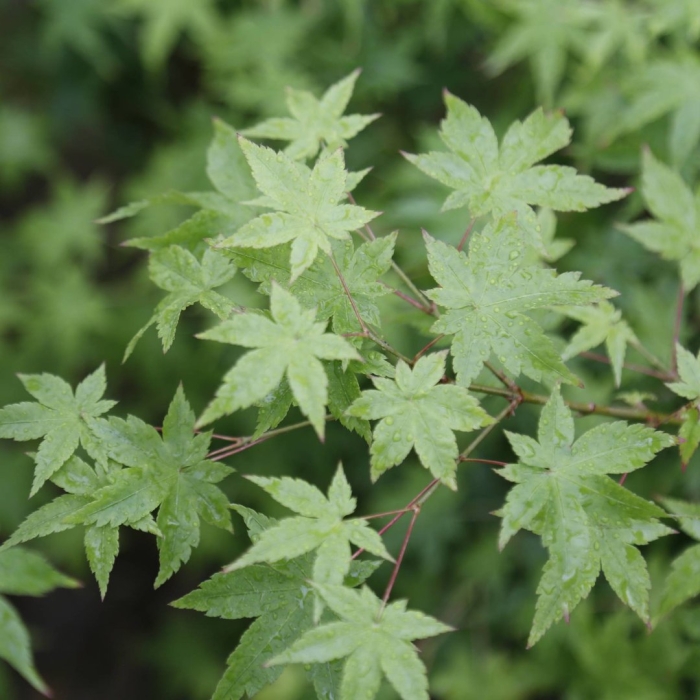 Китайский клен