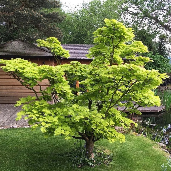 Клен acer shirasawanum  aureum