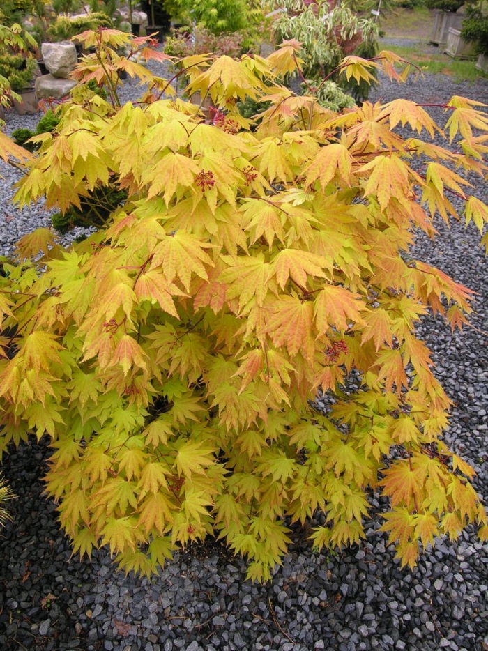 Клён ширасаванский ауреум