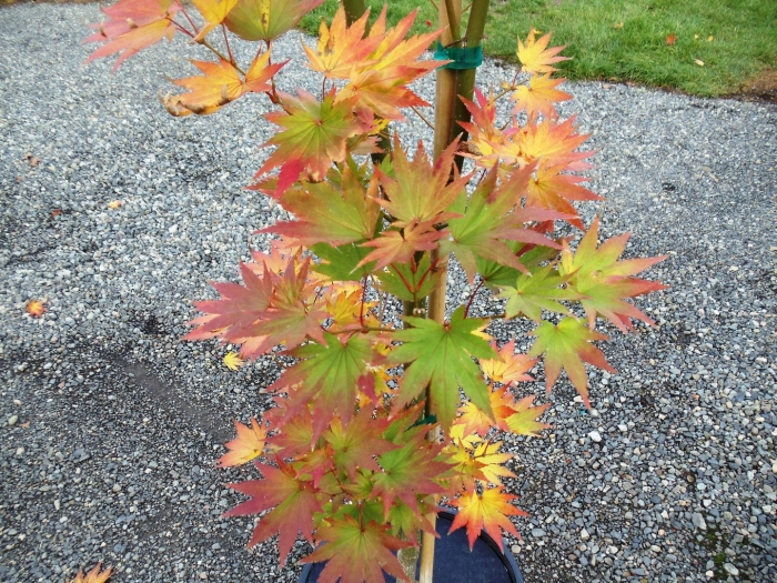 Acer palmatum katsura