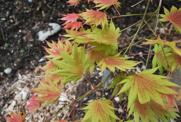 Acer shirasawanum 'autumn moon'