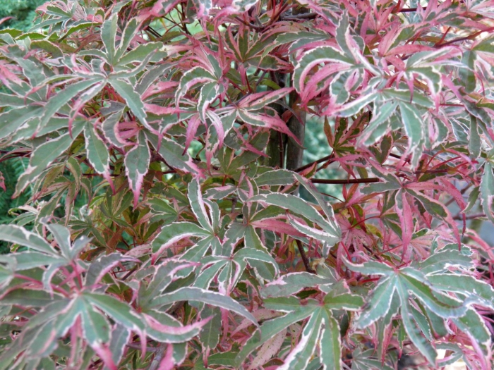 Acer palmatum shirazz