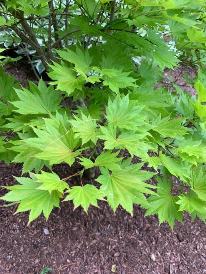 Acer shirasawanum jordan