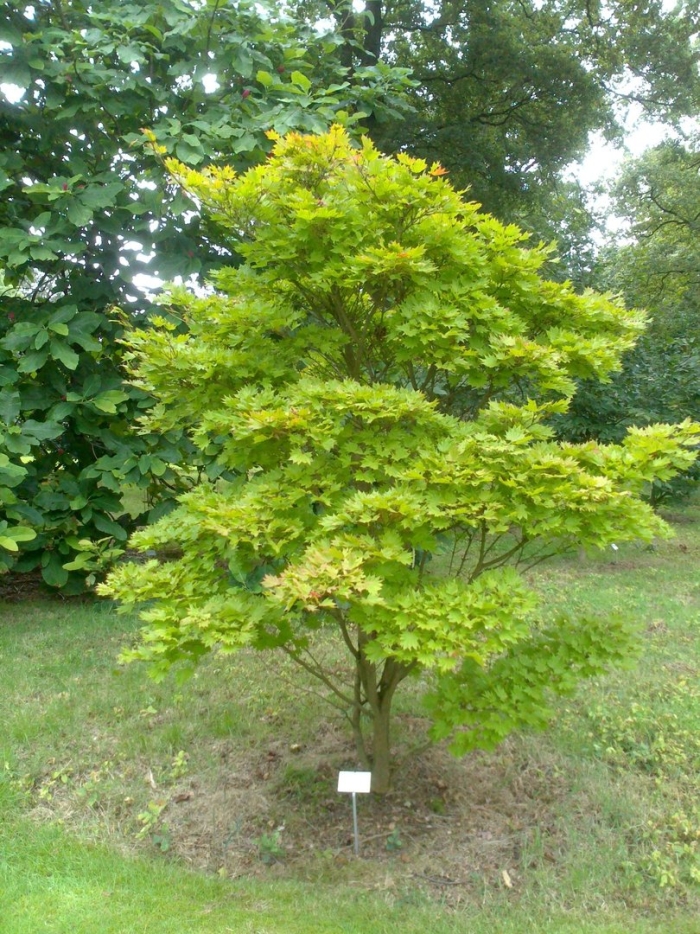 Acer cappadocicum aureum