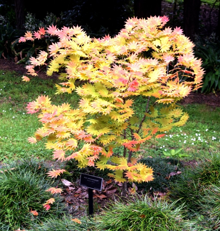 Клен ширасавы autumn moon