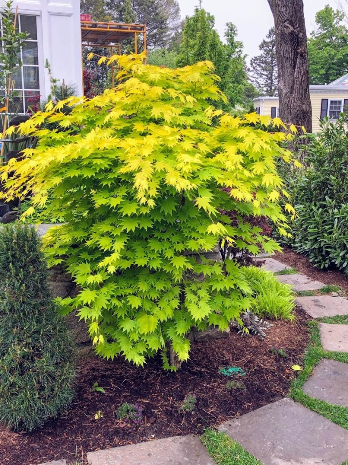 Acer shirasawanum jordan