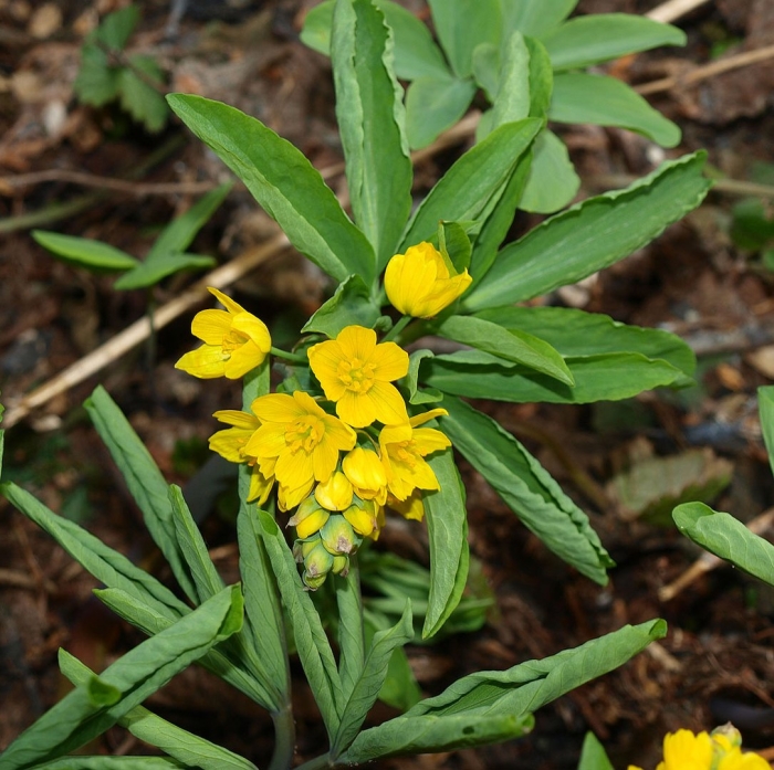 Папоротники гимноспермиум алтайский
