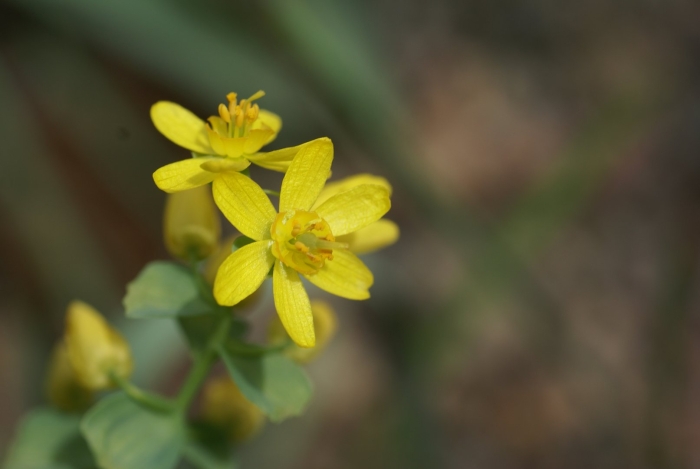 Gymnospermium albertii