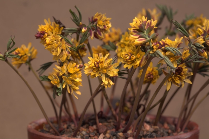 Gymnospermium alberti