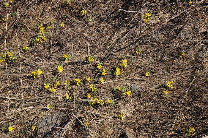 Gymnospermium odessanum