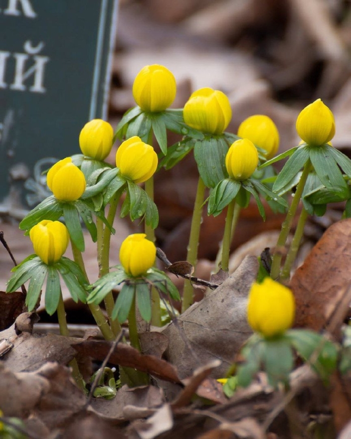 Эрантис весенник