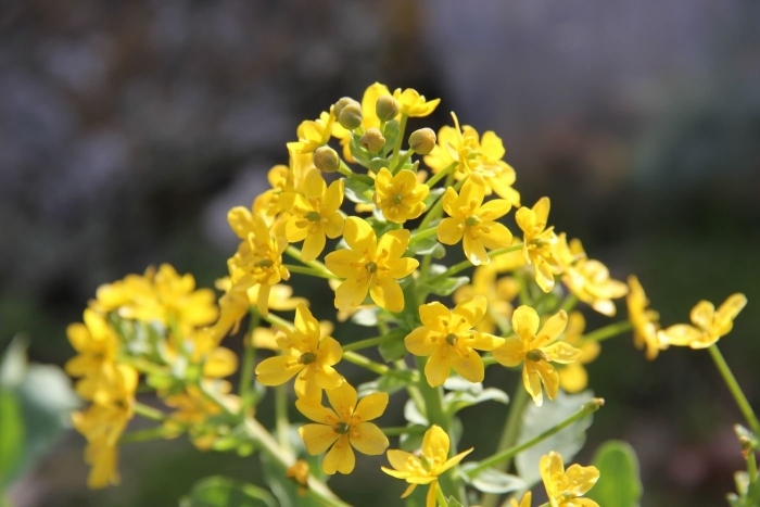 Вайда красильная (isatis tinctoria)