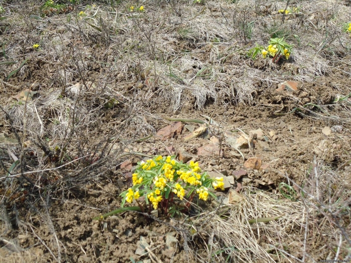 Первоцвет примула