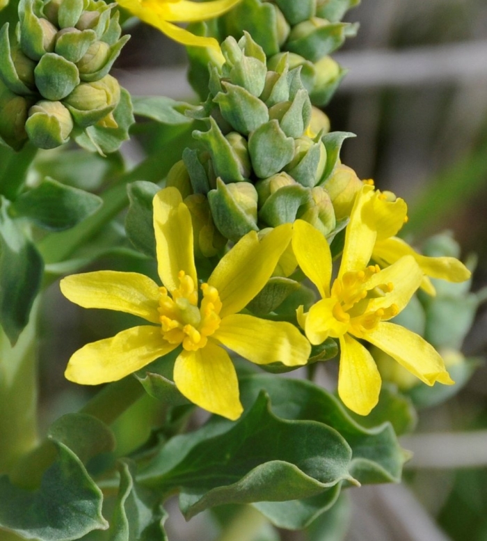 Leontice ewersmannii