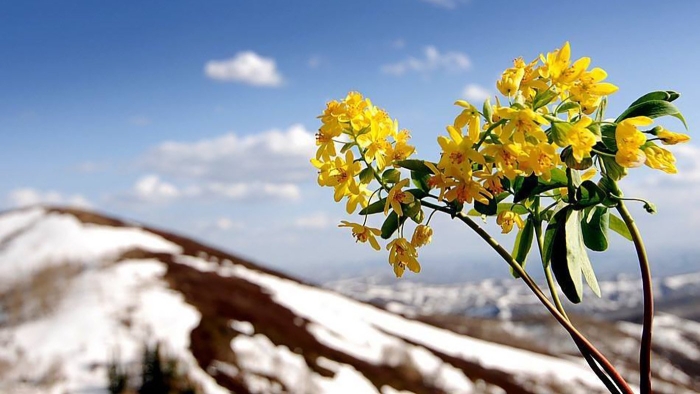 Весенние желтые цветы