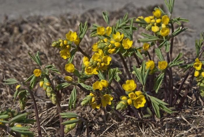 Эрантис весенник
