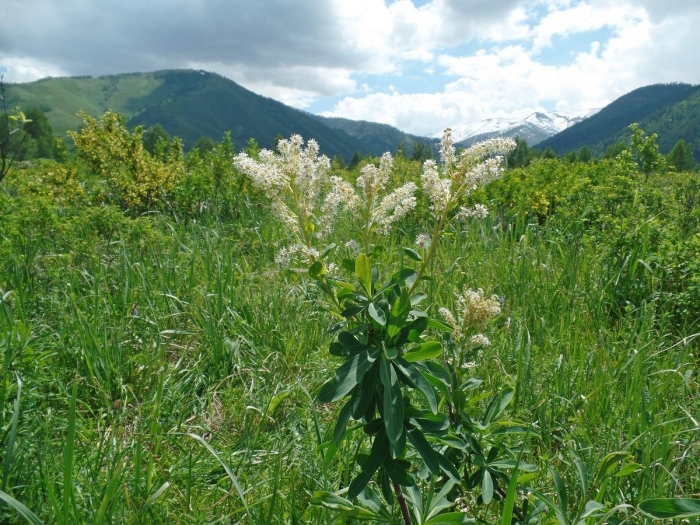 Сибирка алтайская