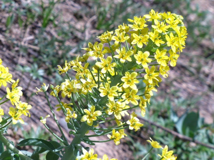 Сурепка обыкновенная