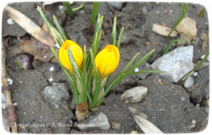 Первоцветы подснежники крокусы гиацинты