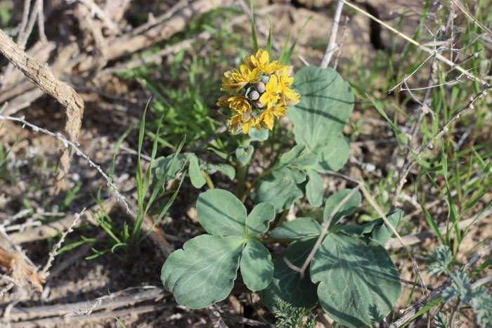 Родиола розовая rhodiola rosea