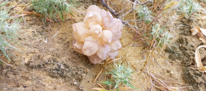 Леонтица сомнительная