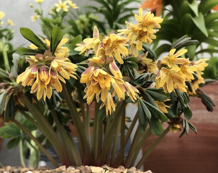 Gymnospermium albertii