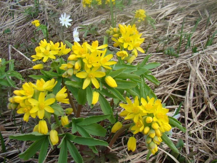 Gymnospermium altaicum