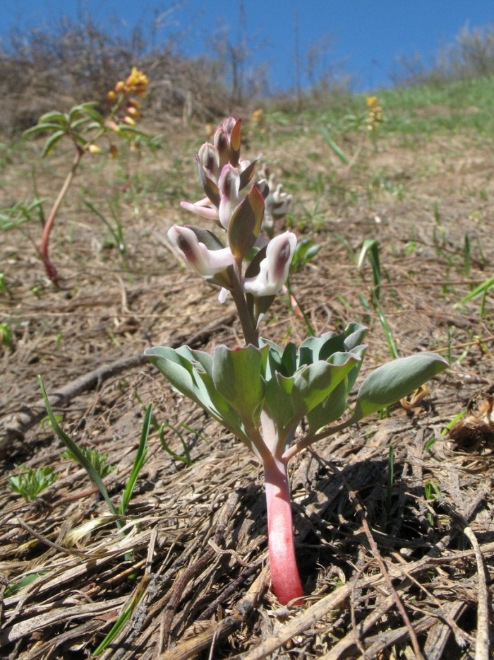 Corydalis ledebouriana