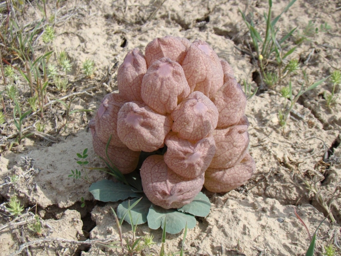 Леонтица сомнительная