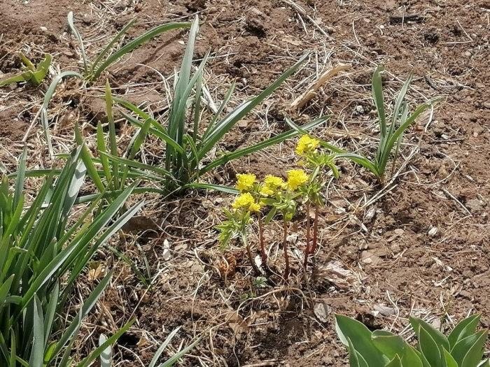 Gymnospermium altaicum