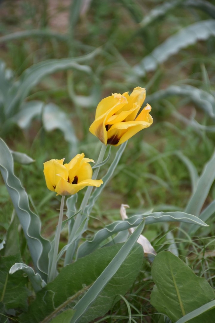 Степной тюльпан борщова