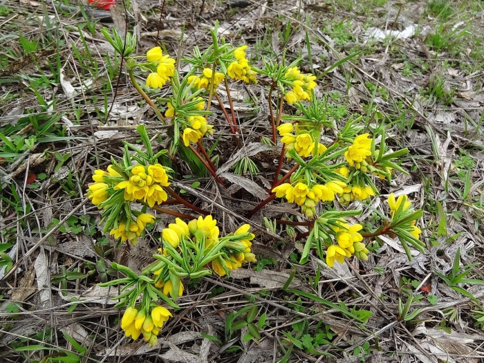 Леонтица эверсмана