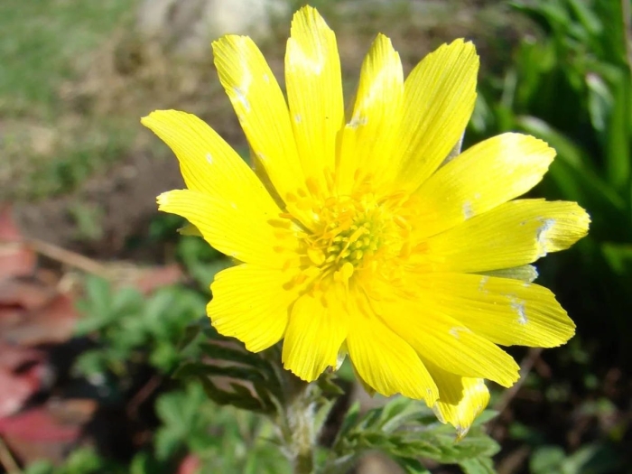 Адонис весенний горицвет