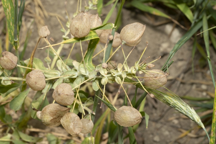 Rhinanthus alectorolophus
