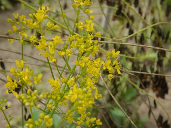 Вайда красильная