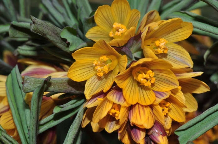 Eranthis hyemalis