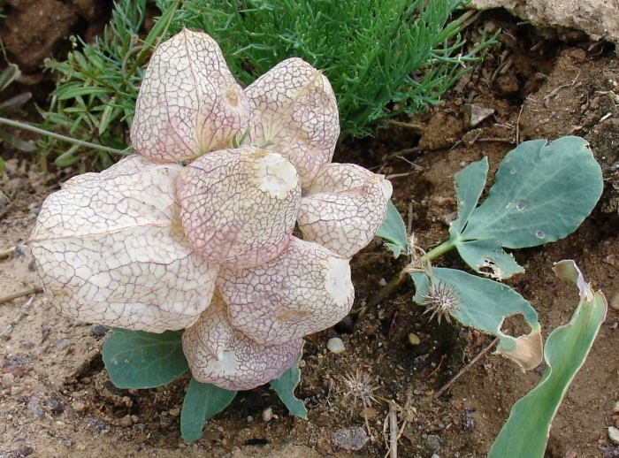 Astrophytum myriostigma
