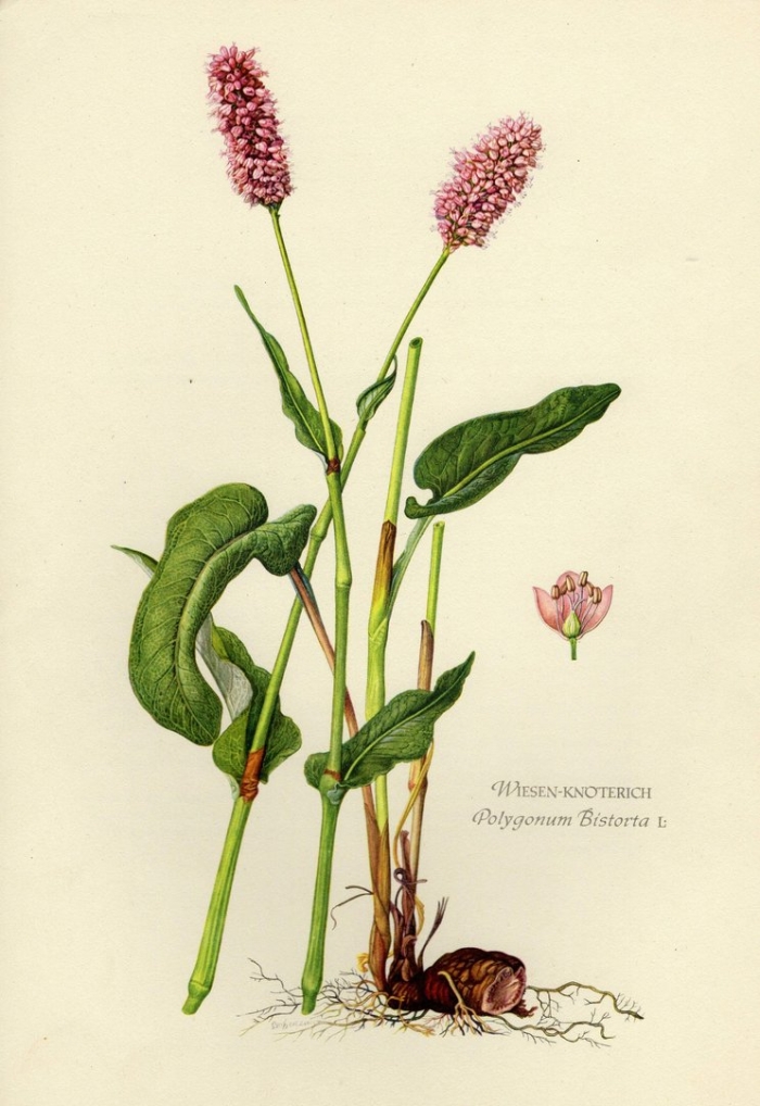 Горец змеиный фармакогнозия