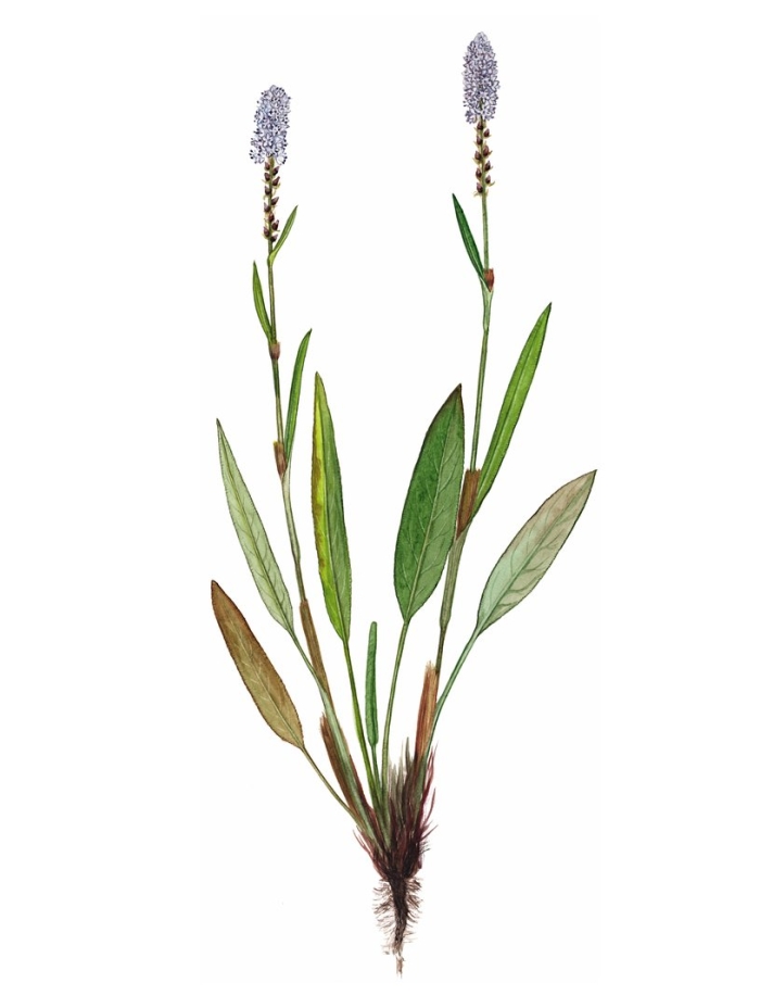 Змеевик живородящий